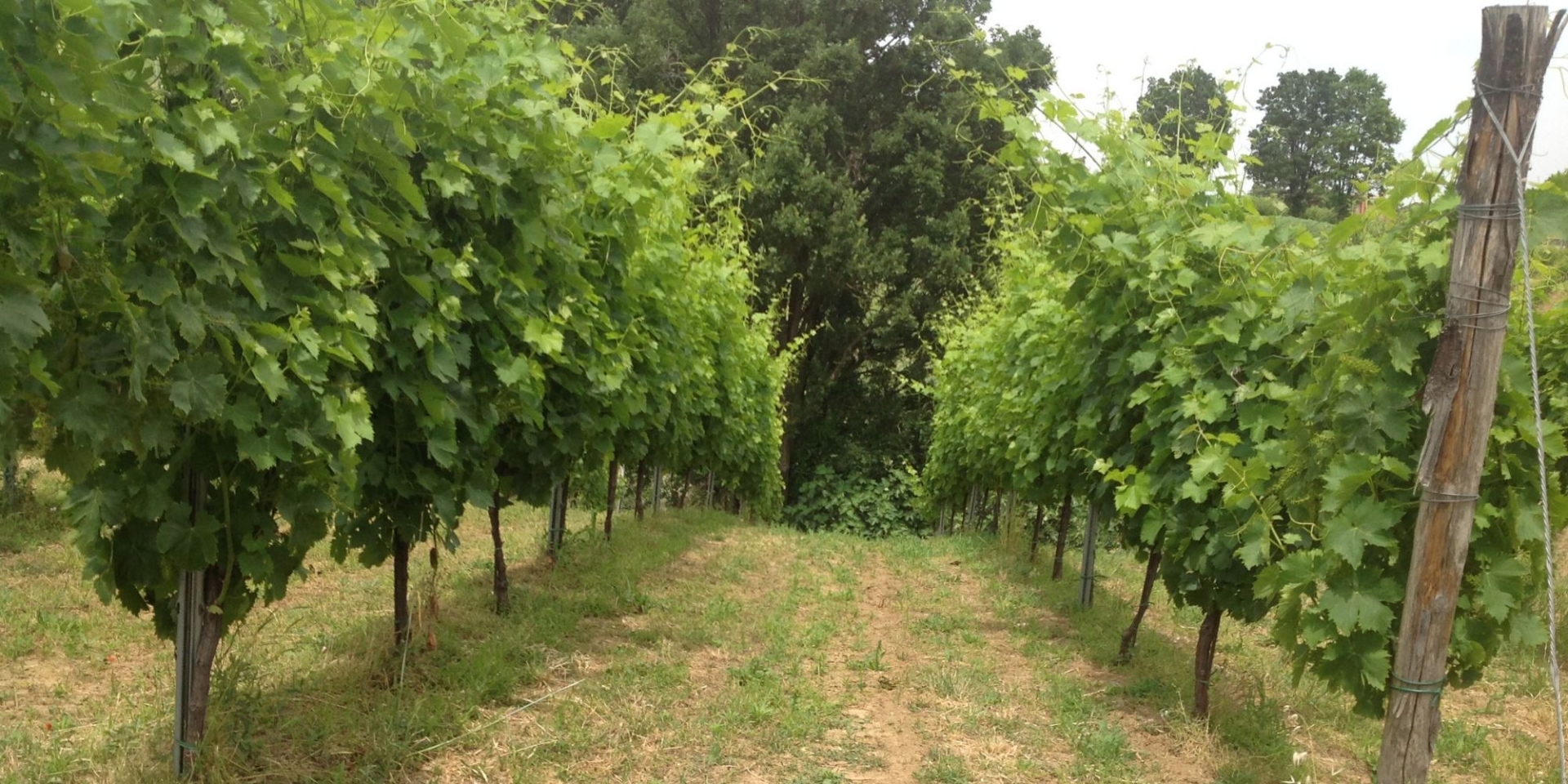 Vitivinicola La Caminà Bacedasco Basso foto di La Caminà