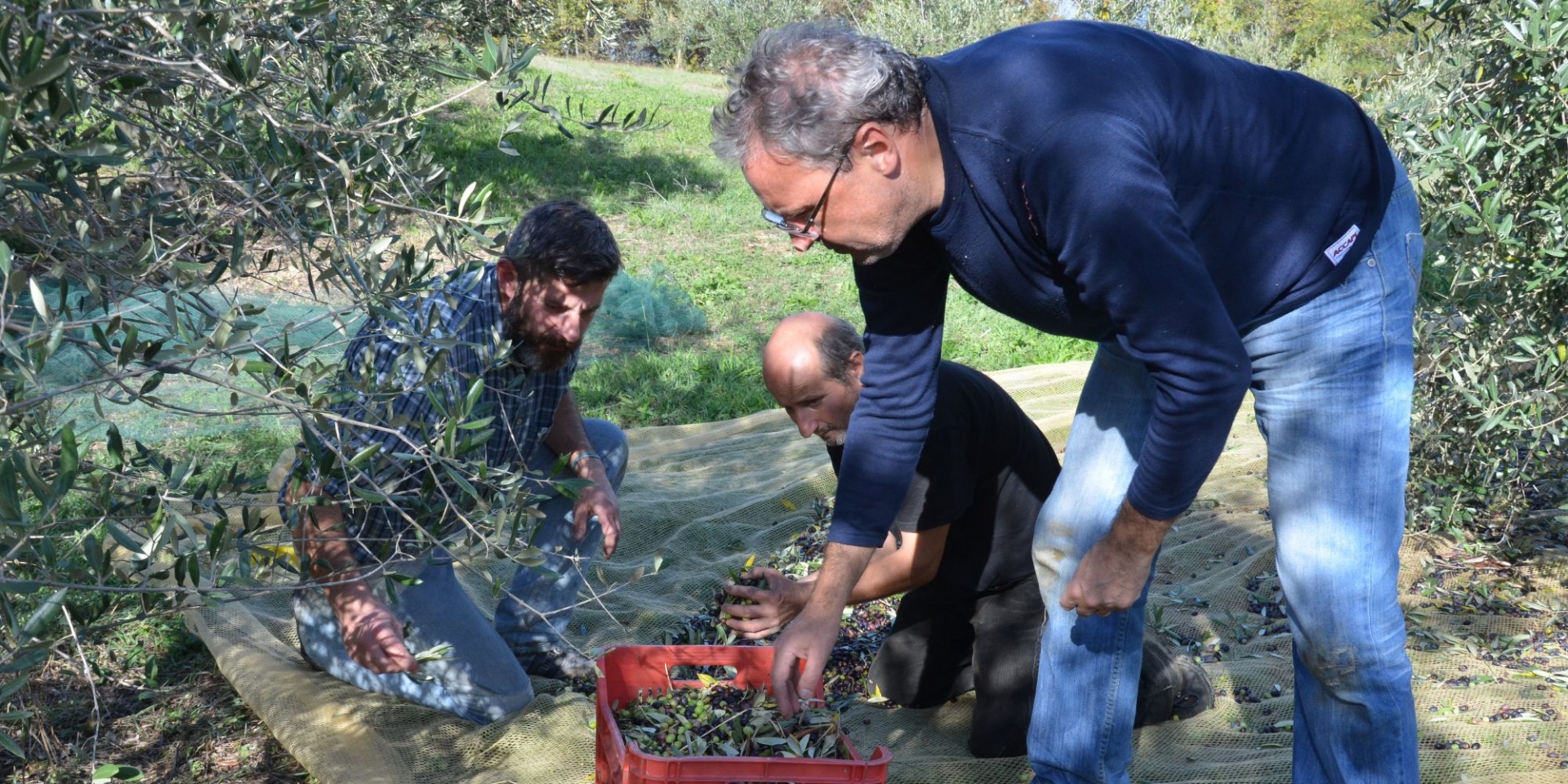 La Raccolta Gli Olivi di Gianpa foto di Gli Olivi di Gianpa