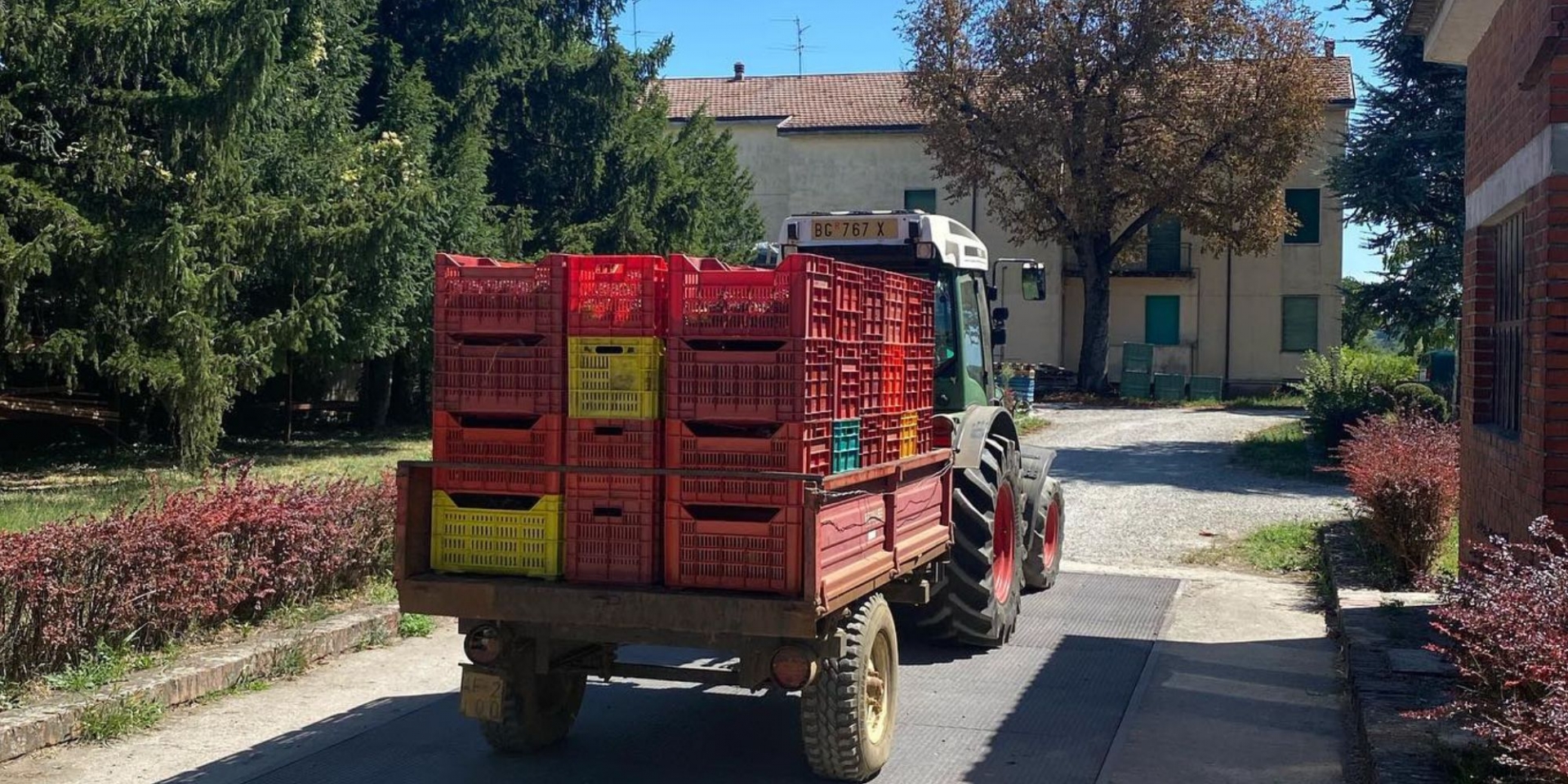 Raccolto alla Cantina Romagnoli di Villò foto di CANTINE ROMAGNOLI VILLO' S.A. S.r.l.