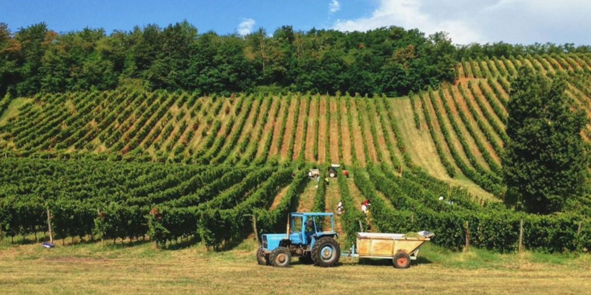 Vigneto Villa Barattieri foto di Azienda Agricola Conte Otto Barattieri