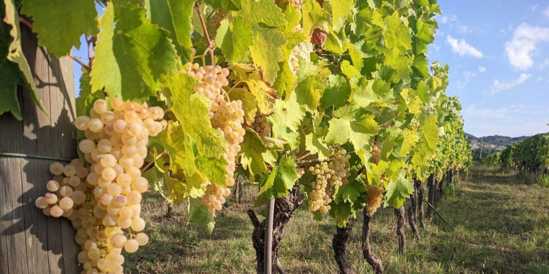 Cantine di Vicobarone vigneto foto di Cantine di Vicobarone